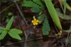 Biophytum reinwardtii